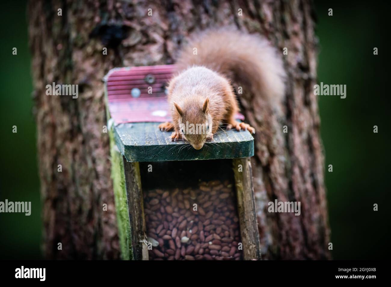 Seltene und wunderschöne rote Eichhörnchen, die wild und geschützt in den schottischen Highlands leben Stockfoto