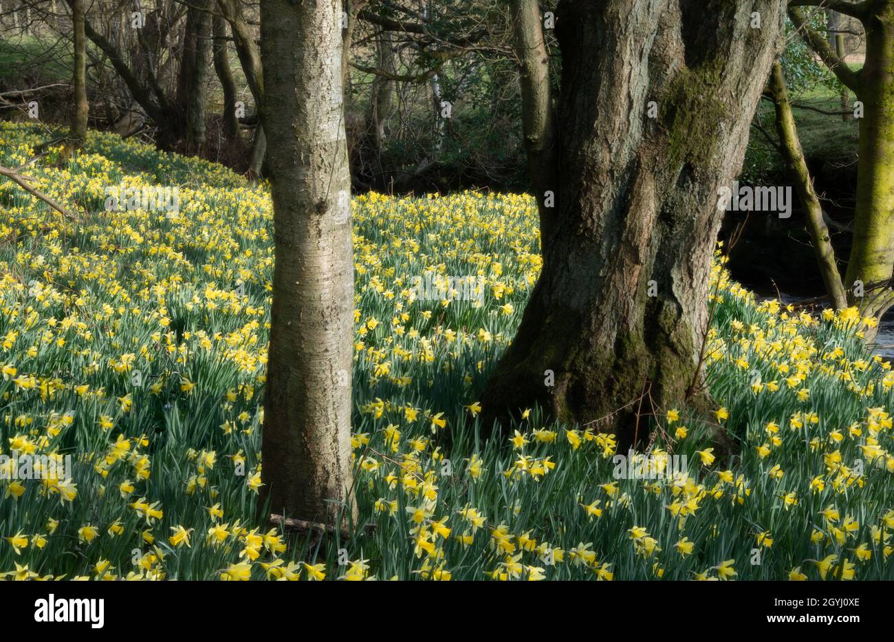 Waldgebiet in Farndale, North York Moors Stockfoto