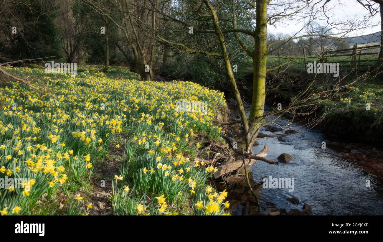 Waldgebiet in Farndale, North York Moors Stockfoto