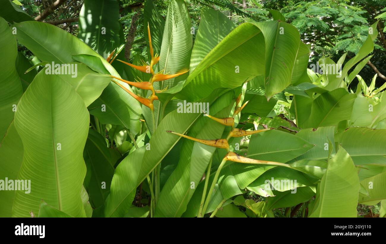 Gelber Paradiesvögel oder Strelitzia Reginae Stockfoto