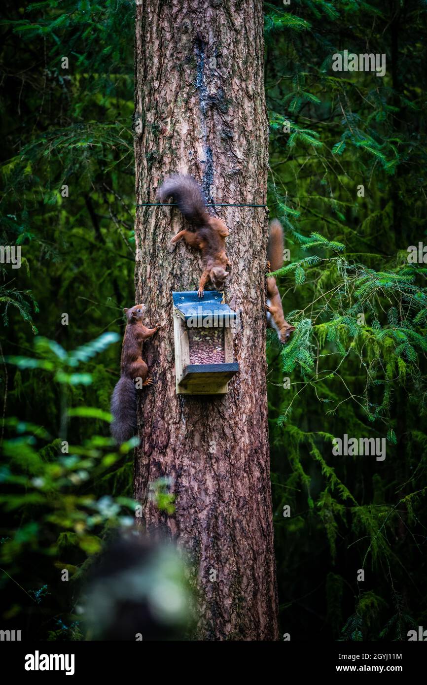 Seltene und wunderschöne rote Eichhörnchen, die wild und geschützt in den schottischen Highlands leben Stockfoto