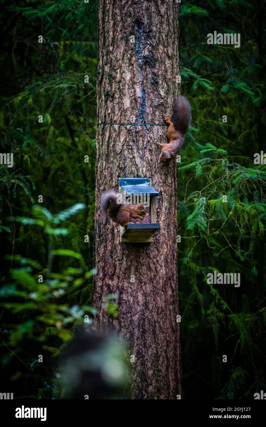 Seltene und wunderschöne rote Eichhörnchen, die wild und geschützt in den schottischen Highlands leben Stockfoto