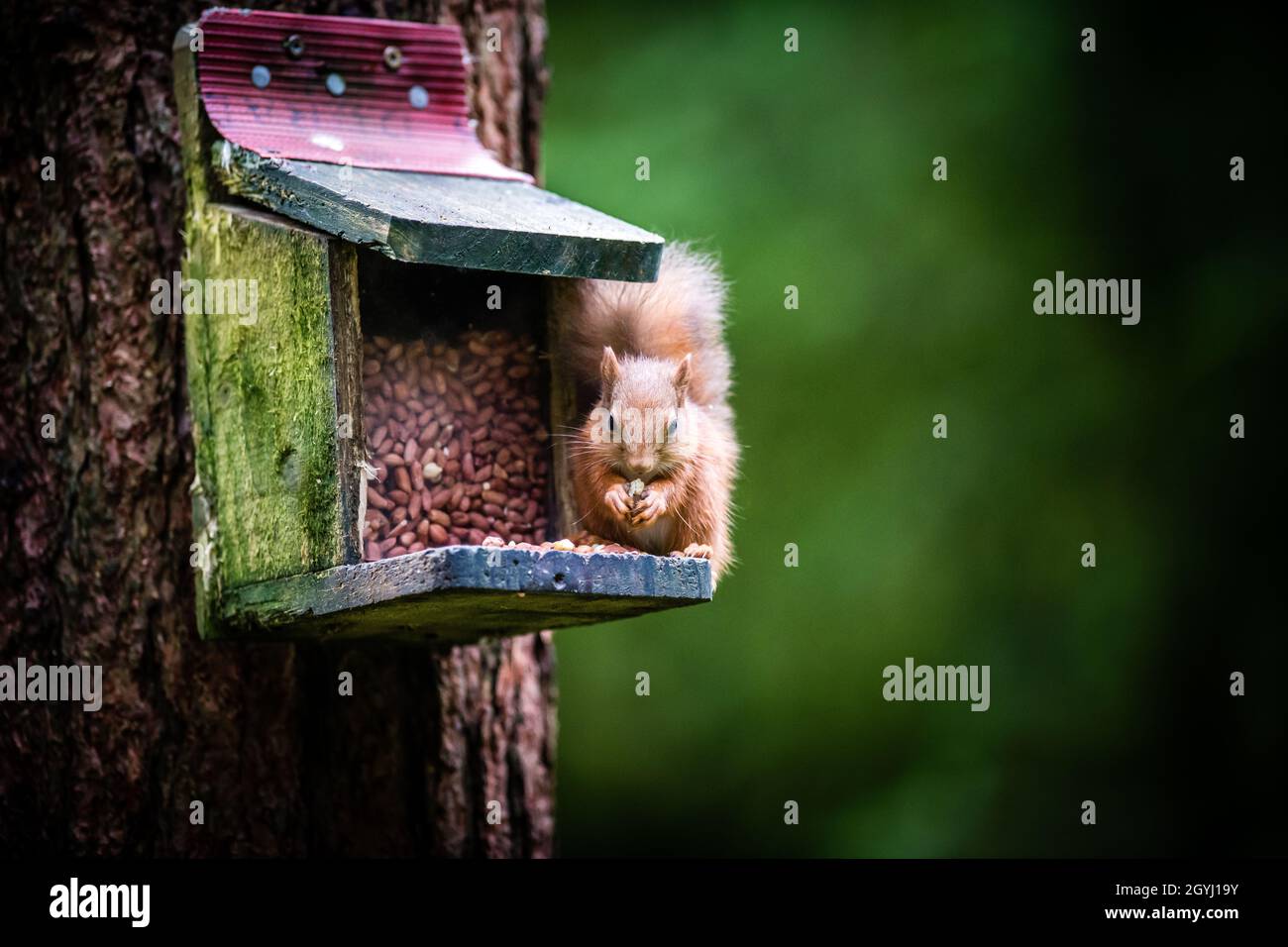 Seltene und wunderschöne rote Eichhörnchen, die wild und geschützt in den schottischen Highlands leben Stockfoto