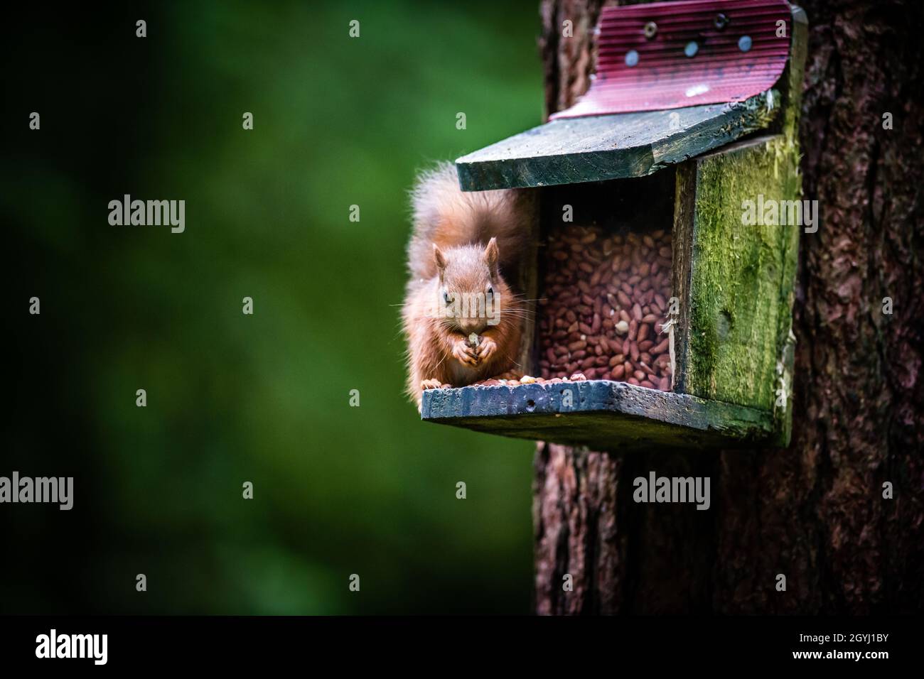 Seltene und wunderschöne rote Eichhörnchen, die wild und geschützt in den schottischen Highlands leben Stockfoto