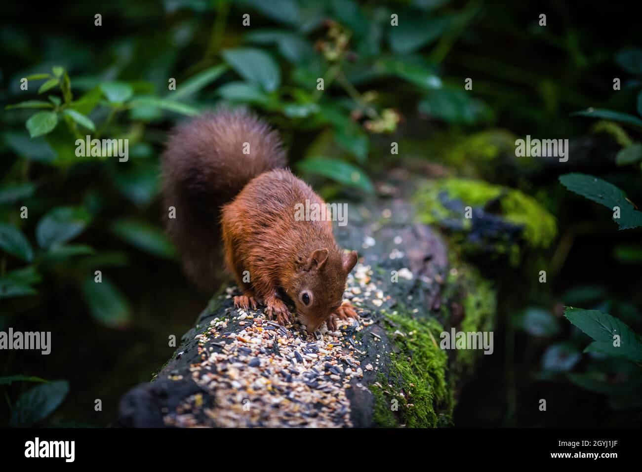 Seltene und wunderschöne rote Eichhörnchen, die wild und geschützt in den schottischen Highlands leben Stockfoto