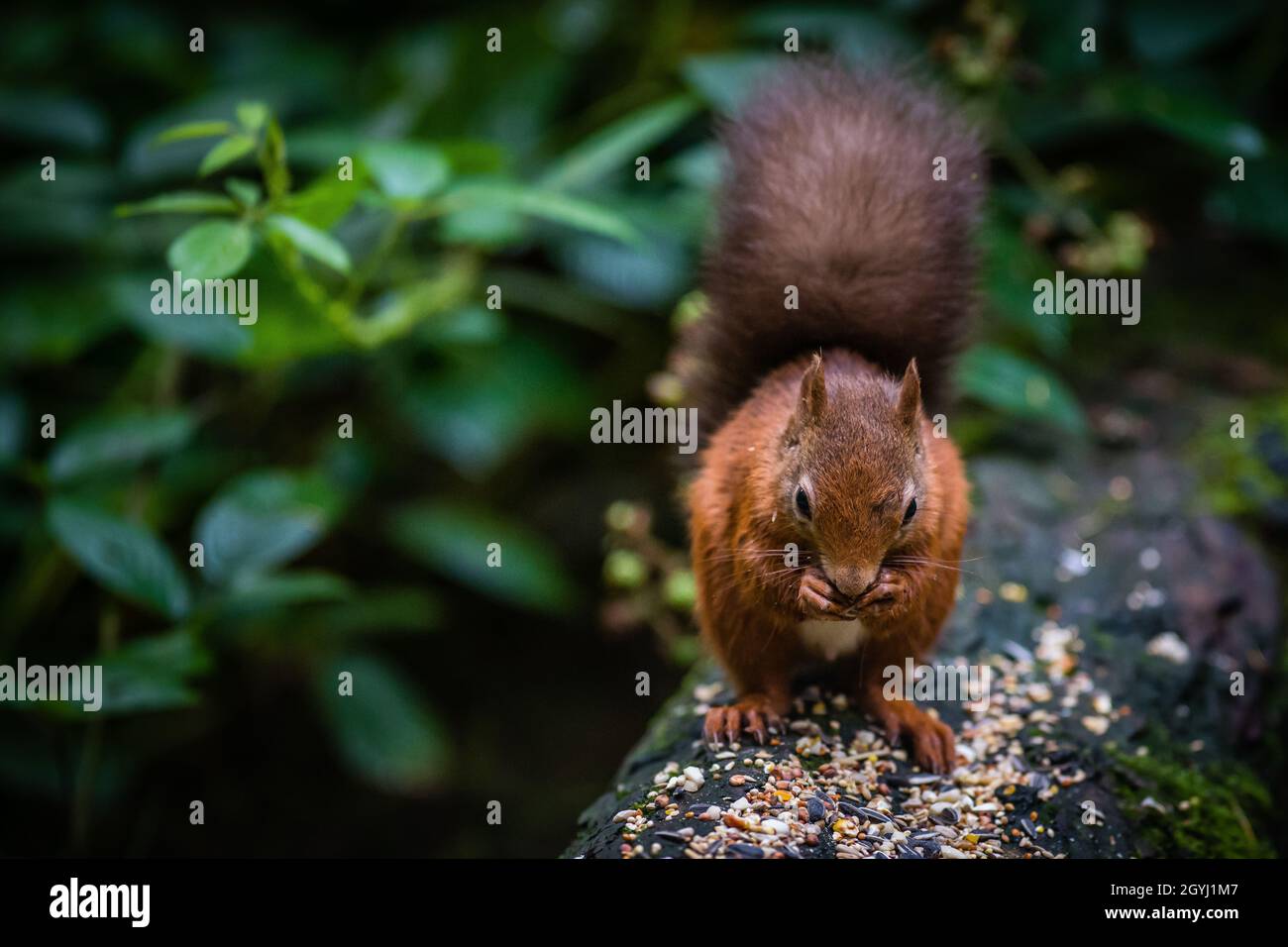 Seltene und wunderschöne rote Eichhörnchen, die wild und geschützt in den schottischen Highlands leben Stockfoto