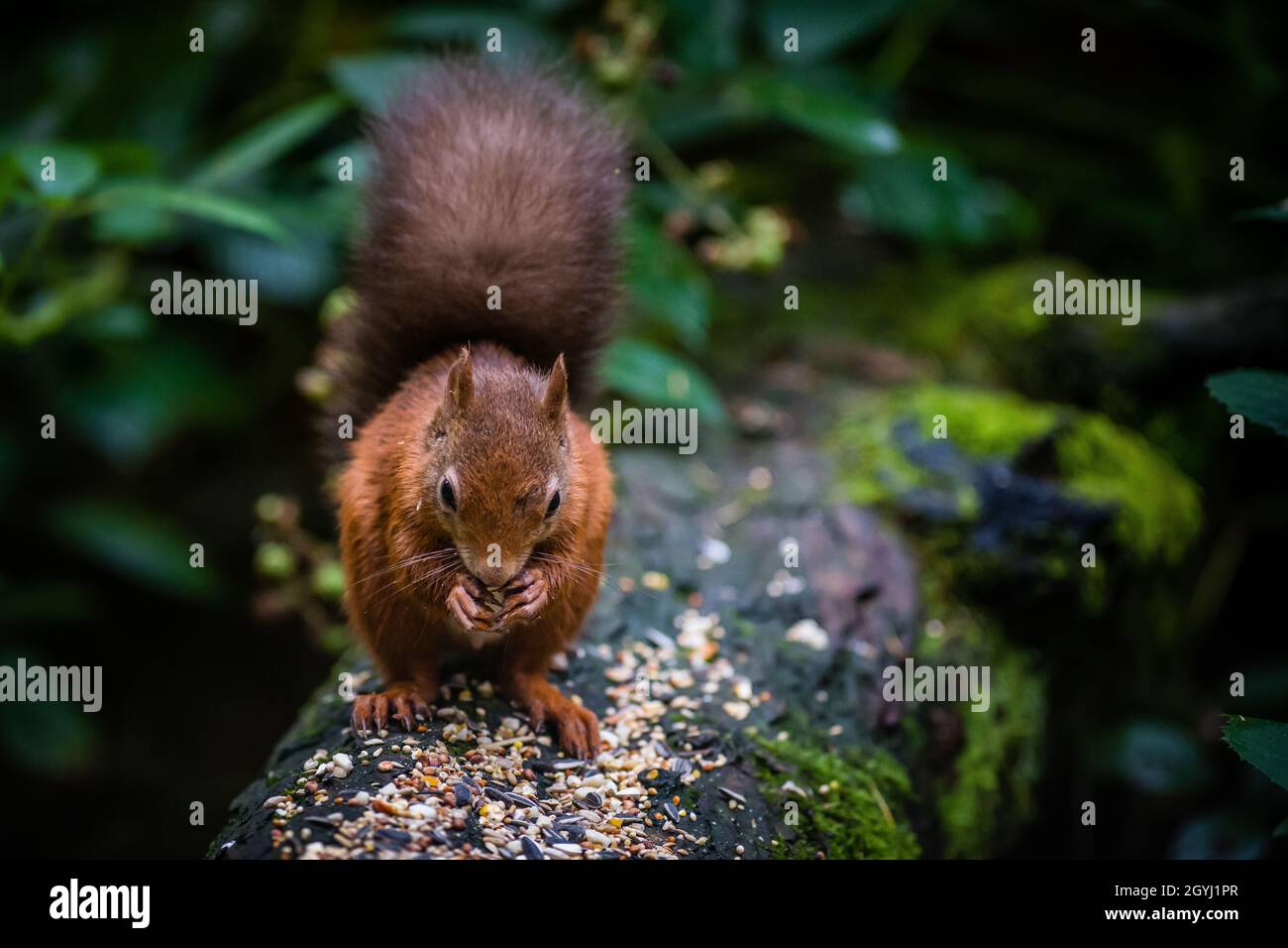 Seltene und wunderschöne rote Eichhörnchen, die wild und geschützt in den schottischen Highlands leben Stockfoto