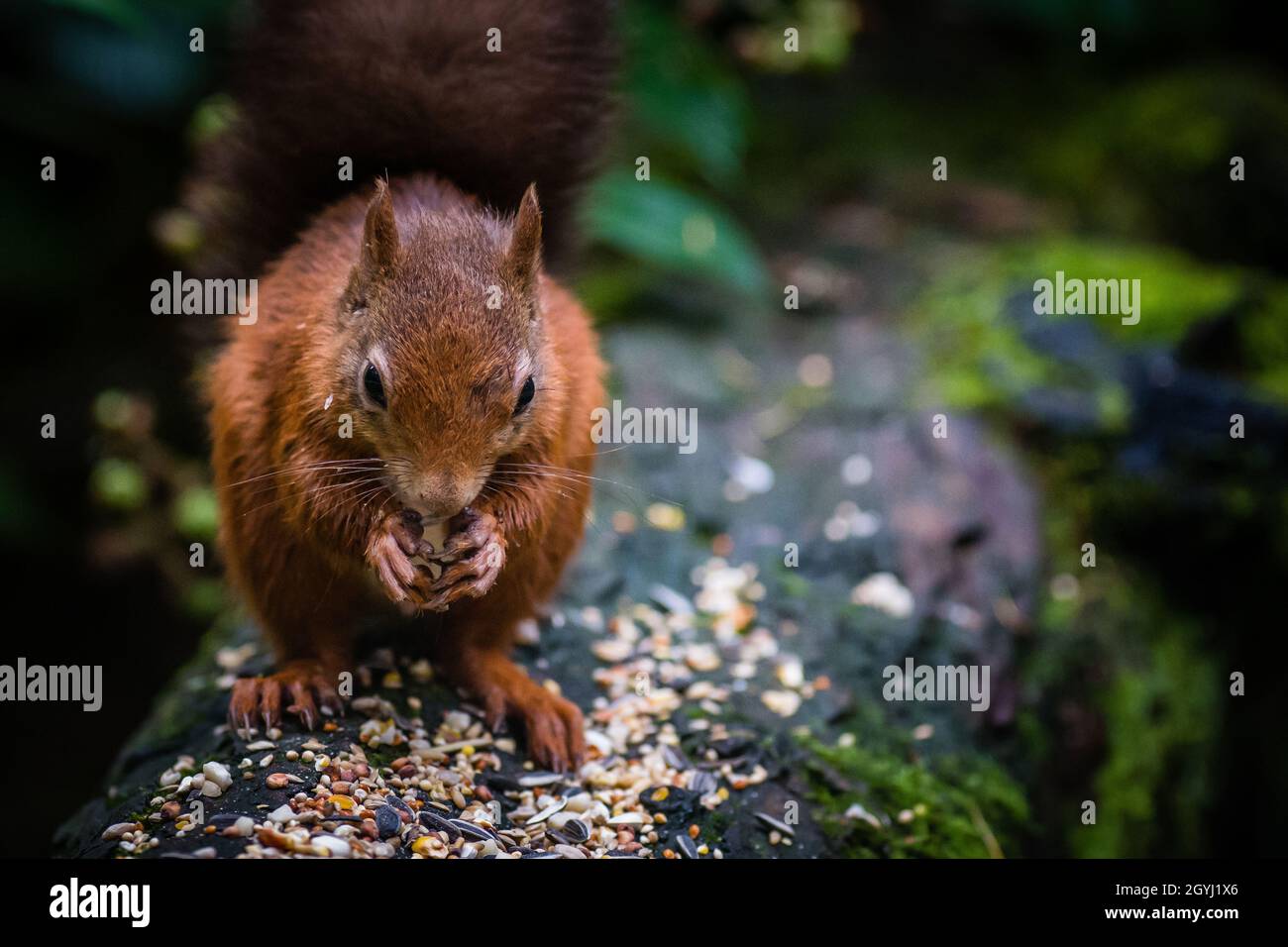 Seltene und wunderschöne rote Eichhörnchen, die wild und geschützt in den schottischen Highlands leben Stockfoto