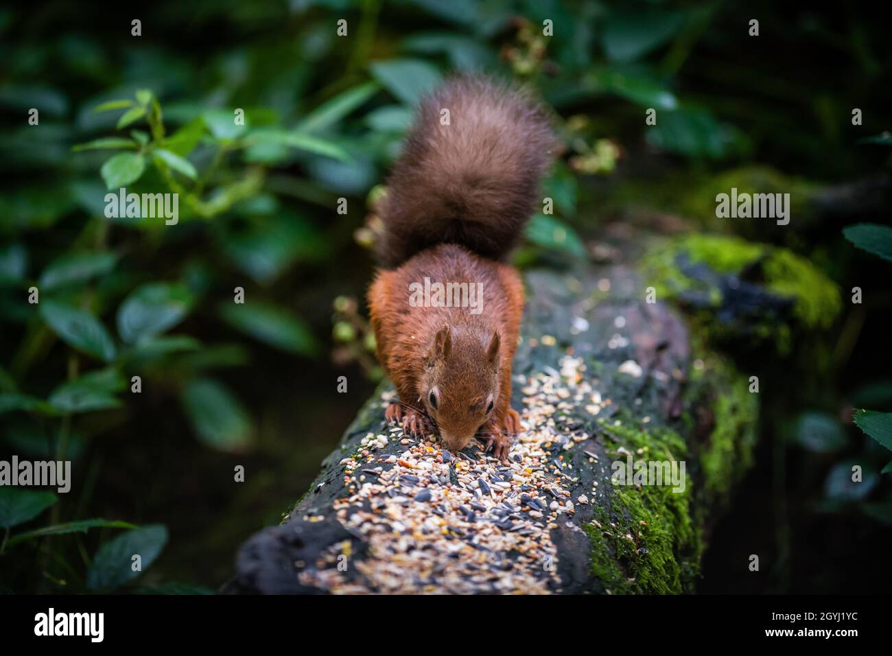 Seltene und wunderschöne rote Eichhörnchen, die wild und geschützt in den schottischen Highlands leben Stockfoto