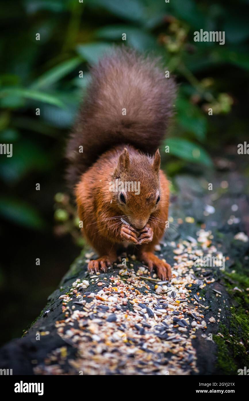 Seltene und wunderschöne rote Eichhörnchen, die wild und geschützt in den schottischen Highlands leben Stockfoto