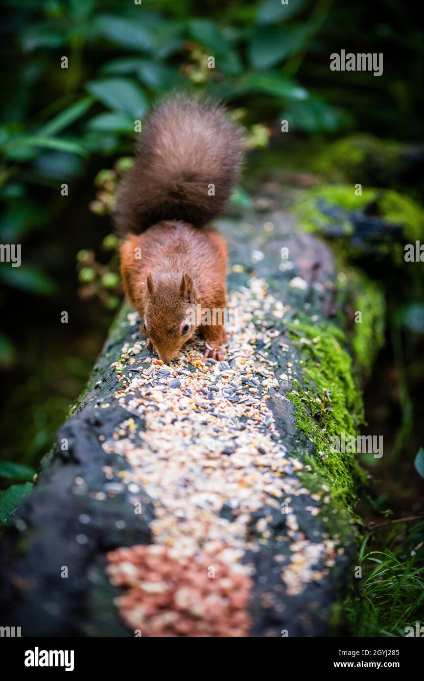 Seltene und wunderschöne rote Eichhörnchen, die wild und geschützt in den schottischen Highlands leben Stockfoto