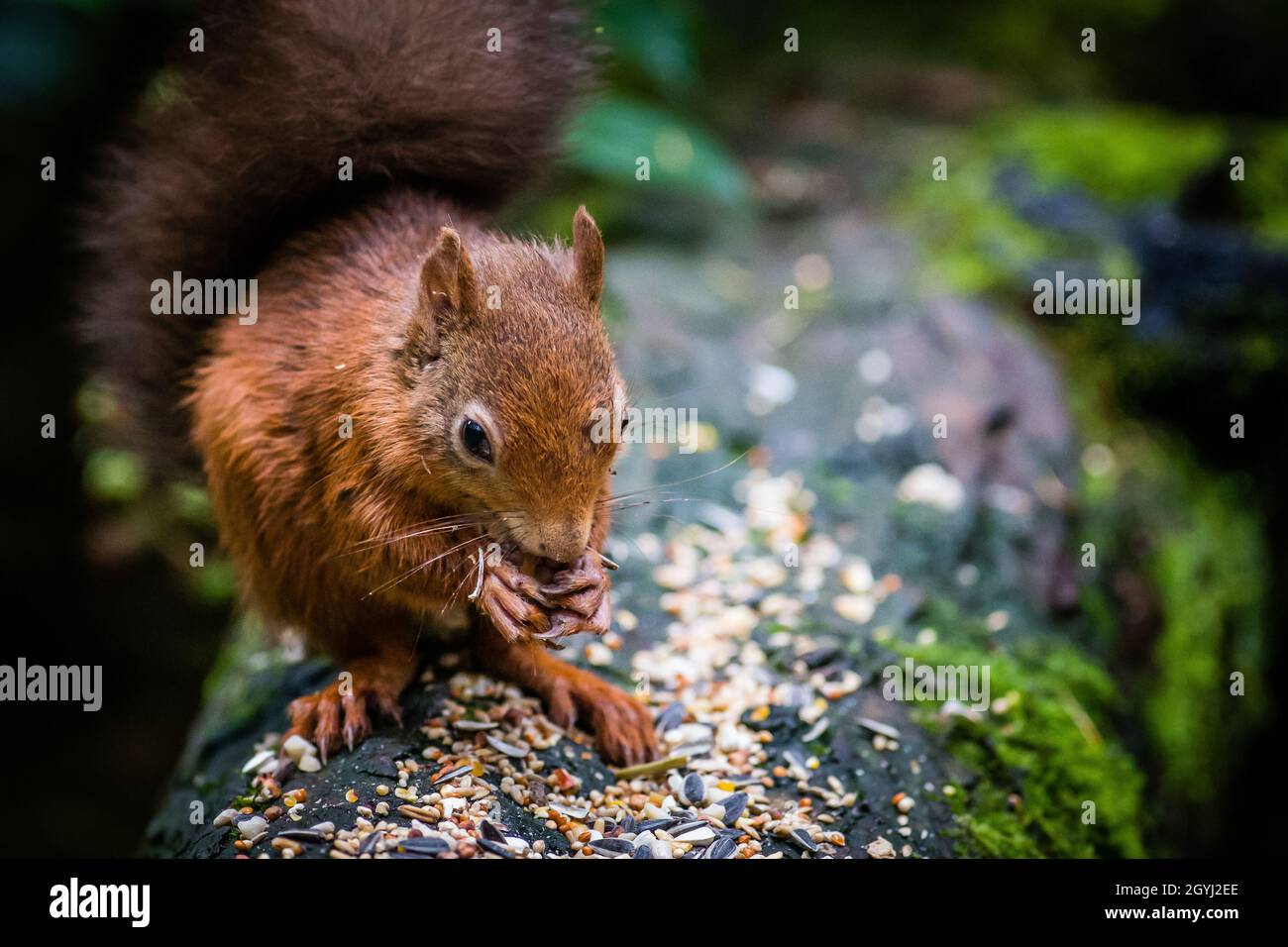 Seltene und wunderschöne rote Eichhörnchen, die wild und geschützt in den schottischen Highlands leben Stockfoto