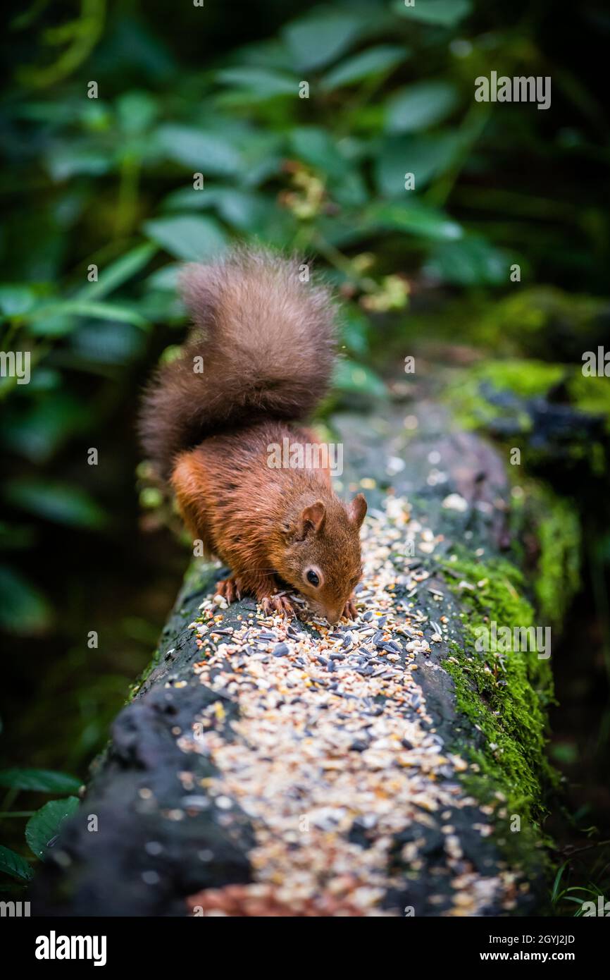 Seltene und wunderschöne rote Eichhörnchen, die wild und geschützt in den schottischen Highlands leben Stockfoto