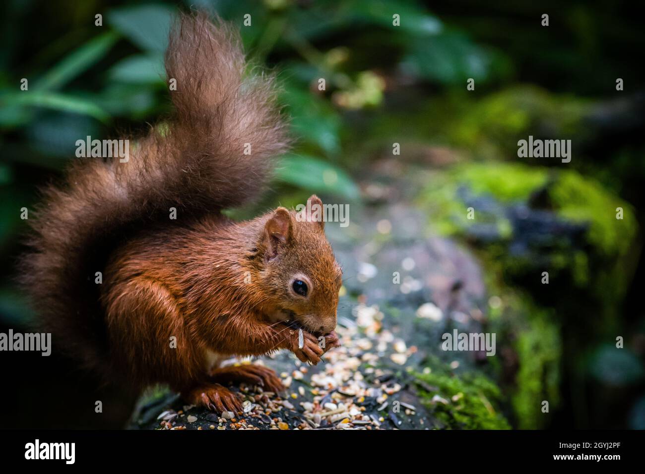 Seltene und wunderschöne rote Eichhörnchen, die wild und geschützt in den schottischen Highlands leben Stockfoto