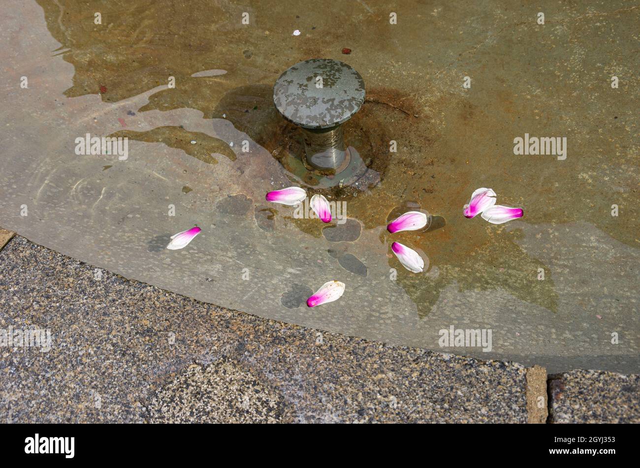 Zarte weiß-rosa Blütenblätter schweben auf der Wasseroberfläche eines Brunnens. Stockfoto