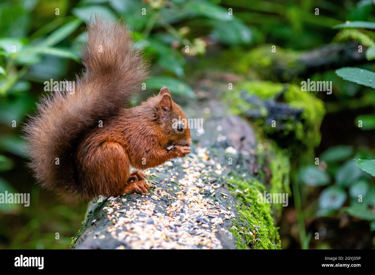 Seltene und wunderschöne rote Eichhörnchen, die wild und geschützt in den schottischen Highlands leben Stockfoto
