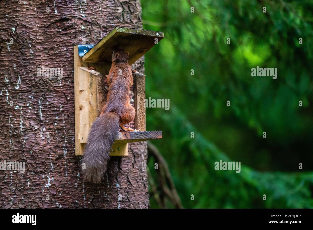 Seltene und wunderschöne rote Eichhörnchen, die wild und geschützt in den schottischen Highlands leben Stockfoto
