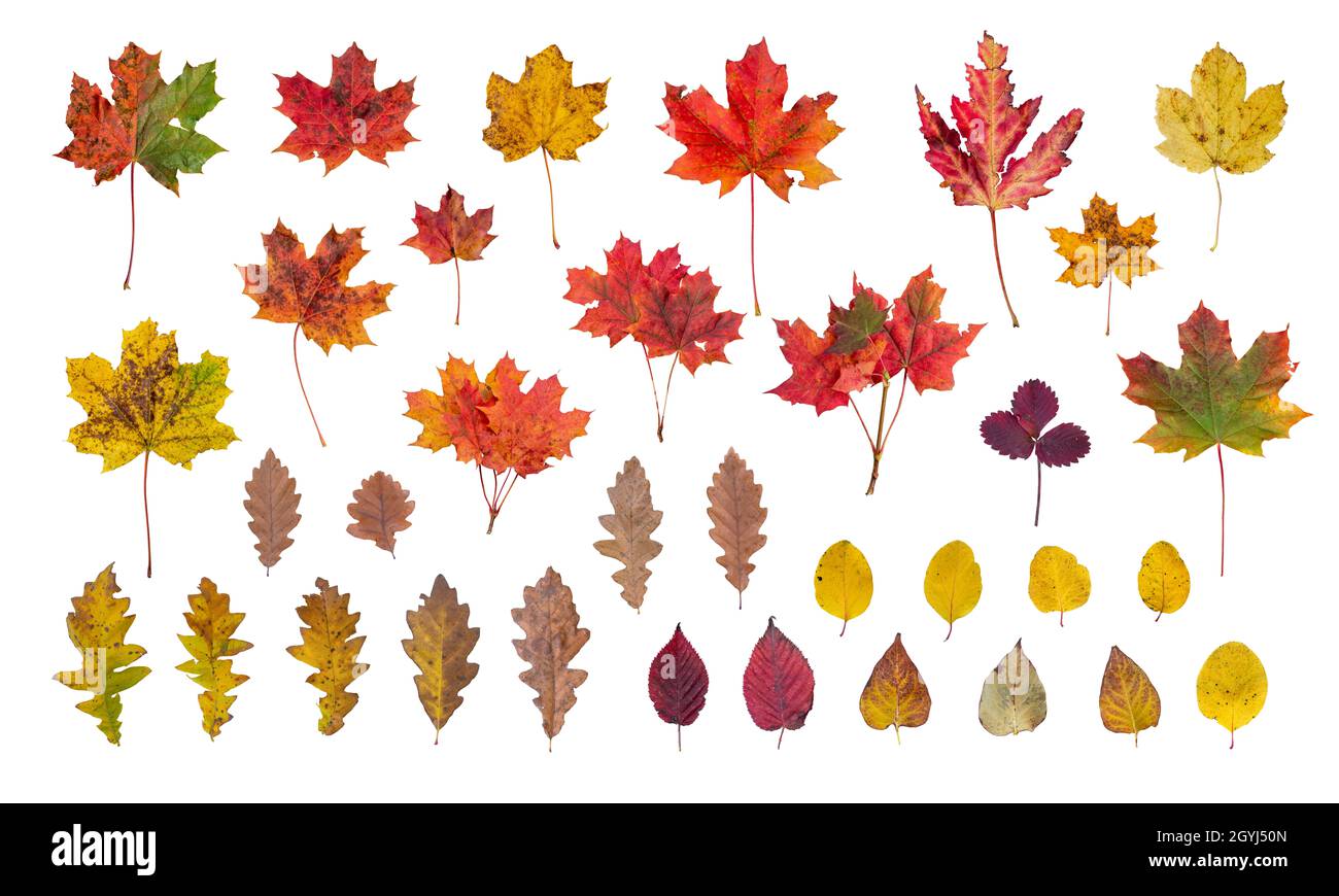 Isolierte Herbstblätter in verschiedenen Größen, Formen und Farben Stockfoto