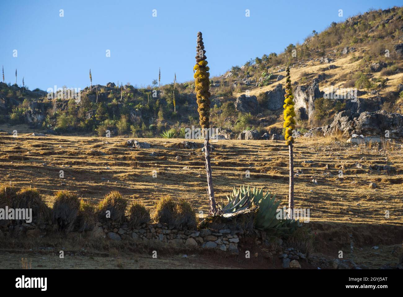 Panoramablick Berge in der Sierra de los Cuchumatanes, Huehuetenango, Guatemala, öde Landschaft. Stockfoto