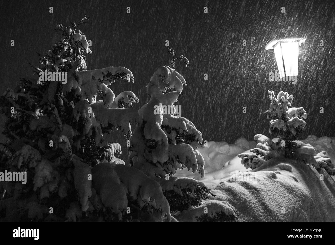 Das Licht der Laterne beleuchtet den Schnee, der in der Nacht kommt. Stockfoto
