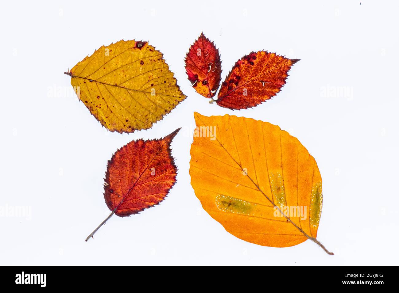 Nahaufnahme der Herbstblätter mit schlichtem weißen Hintergrund. Farbenfrohe Herbstblätter, Herbstfarben, Herbstfarben, wunderschöne Herbstblätter. Stockfoto