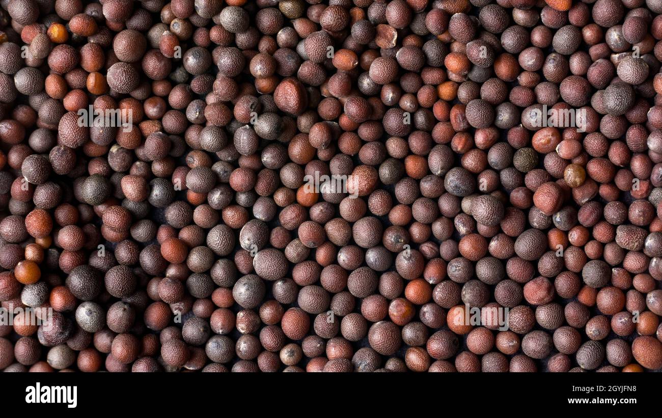 Nahaufnahme von trockenem braunen Senf, kleine runde Samen, kann als Hintergrundtextur, Makro verwendet werden Stockfoto
