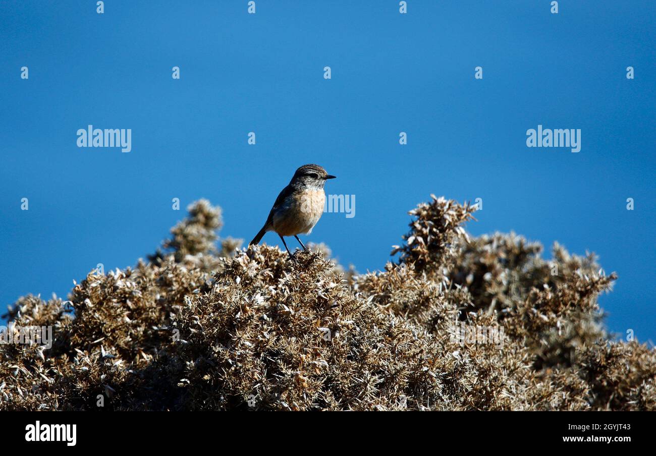 Steinechat thront auf einem blühenden Ginsterbusch an der Küste Stockfoto