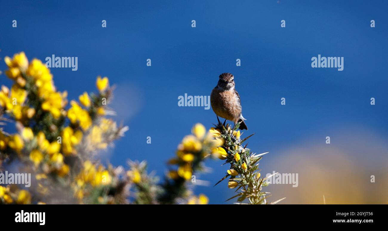 Steinechat thront auf einem blühenden Ginsterbusch an der Küste Stockfoto
