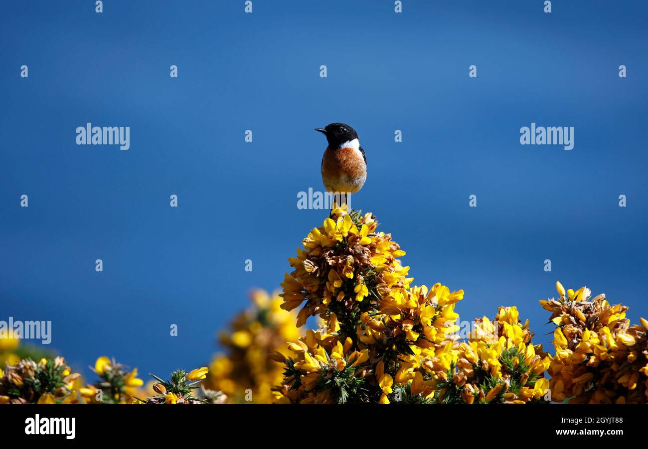 Steinechat thront auf einem blühenden Ginsterbusch an der Küste Stockfoto