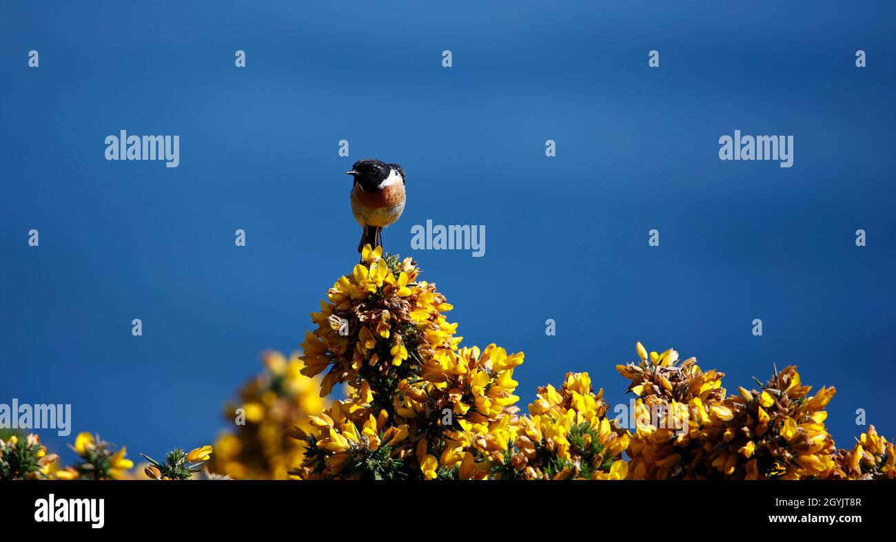 Steinechat thront auf einem blühenden Ginsterbusch an der Küste Stockfoto