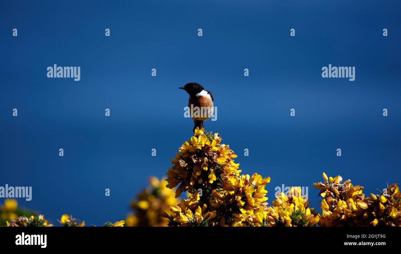 Steinechat thront auf einem blühenden Ginsterbusch an der Küste Stockfoto
