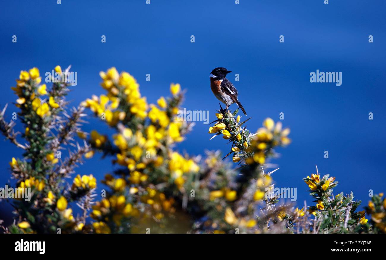 Steinechat thront auf einem blühenden Ginsterbusch an der Küste Stockfoto