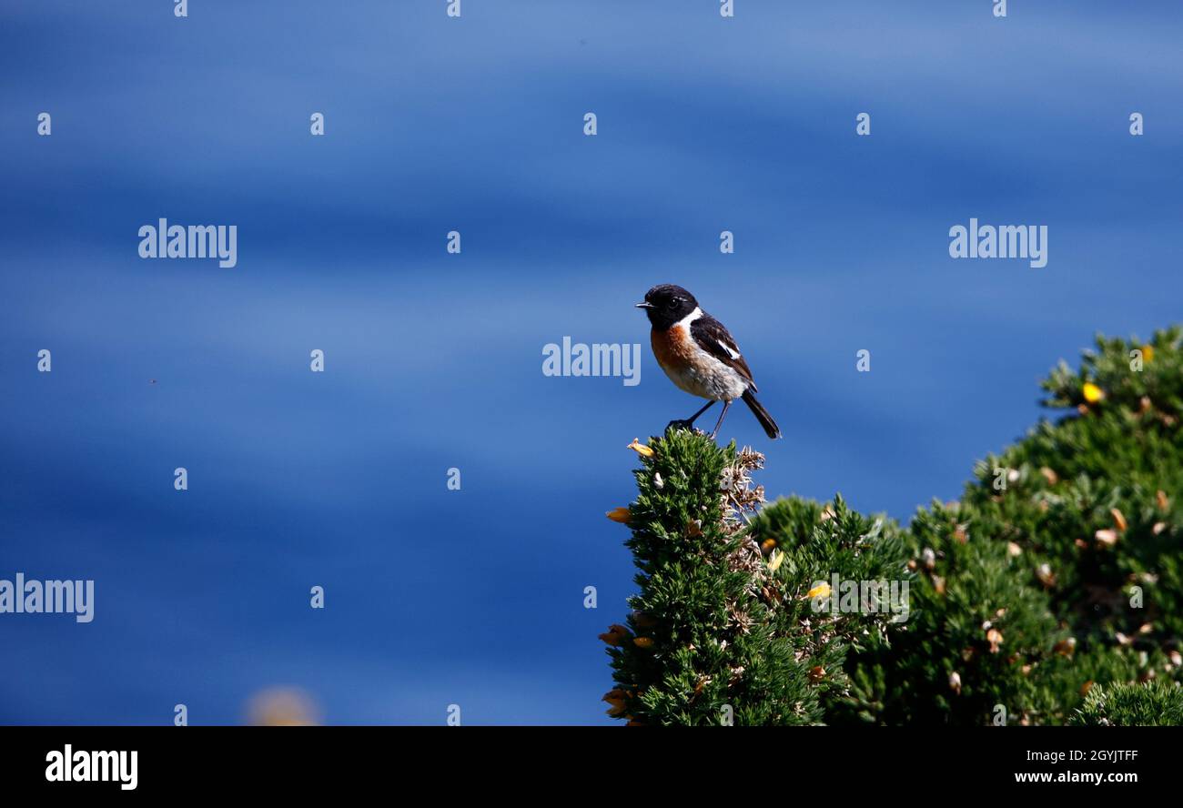 Steinechat thront auf einem blühenden Ginsterbusch an der Küste Stockfoto