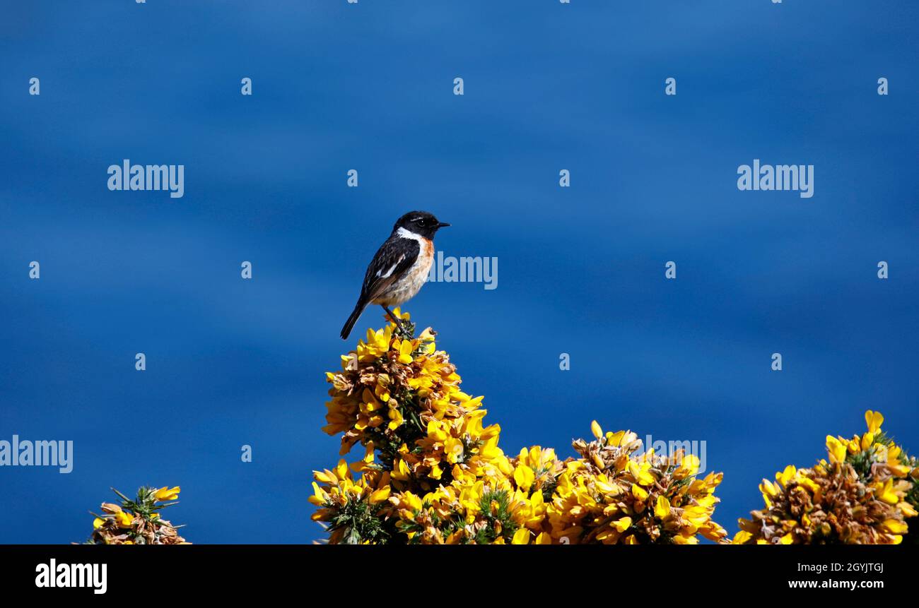 Steinechat thront auf einem blühenden Ginsterbusch an der Küste Stockfoto