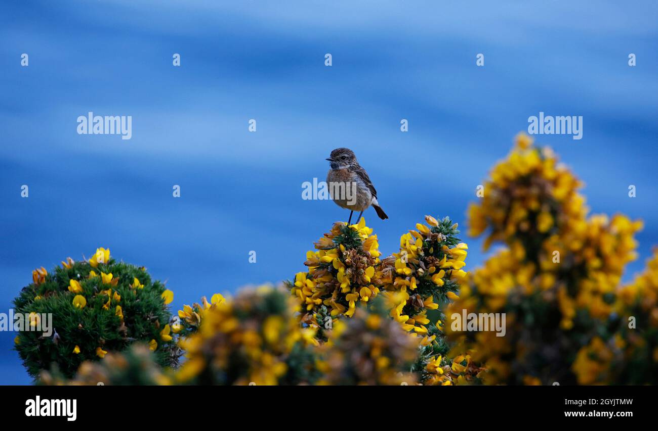 Steinechat thront auf einem blühenden Ginsterbusch an der Küste Stockfoto