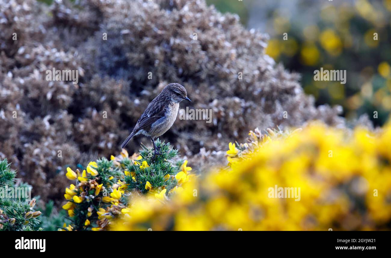Steinechat thront auf einem blühenden Ginsterbusch an der Küste Stockfoto