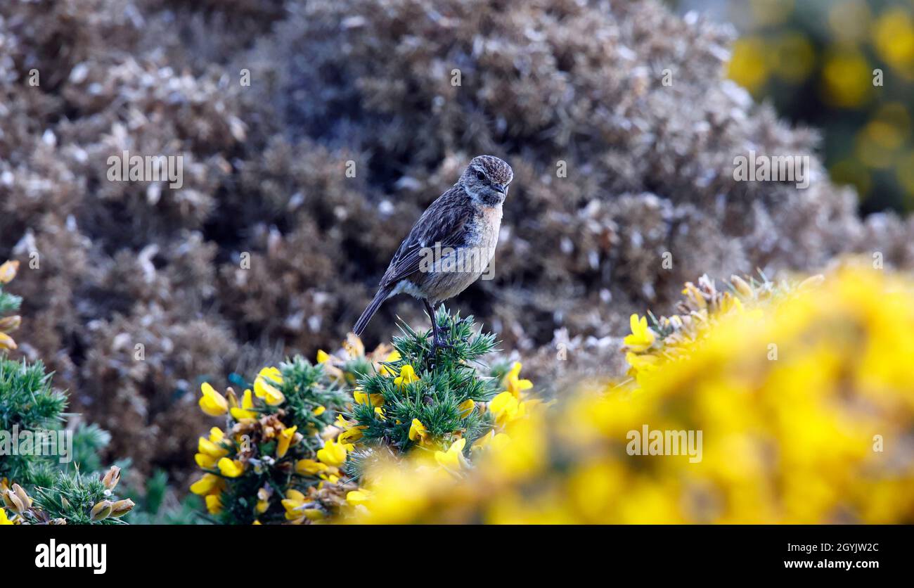 Steinechat thront auf einem blühenden Ginsterbusch an der Küste Stockfoto