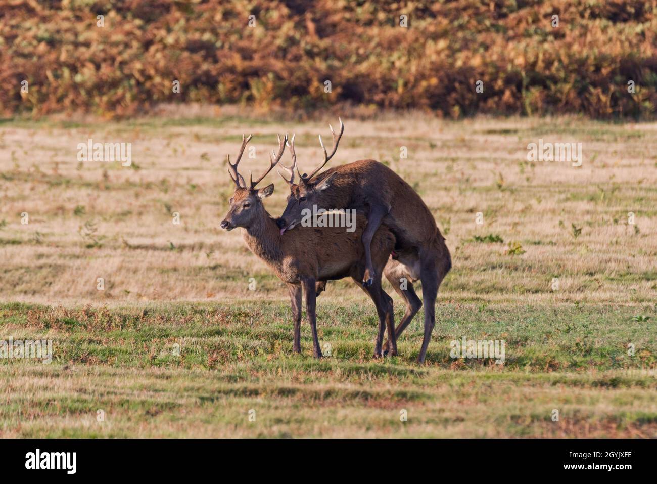 Zwei Jungtiere von Rotwild im offenen Bradgate Deer Park, Newton Linford, Leicestershire, England, Großbritannien Stockfoto