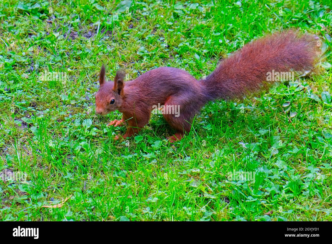 Kleines Eichhörnchen auf einer grünen Wiese Stockfoto