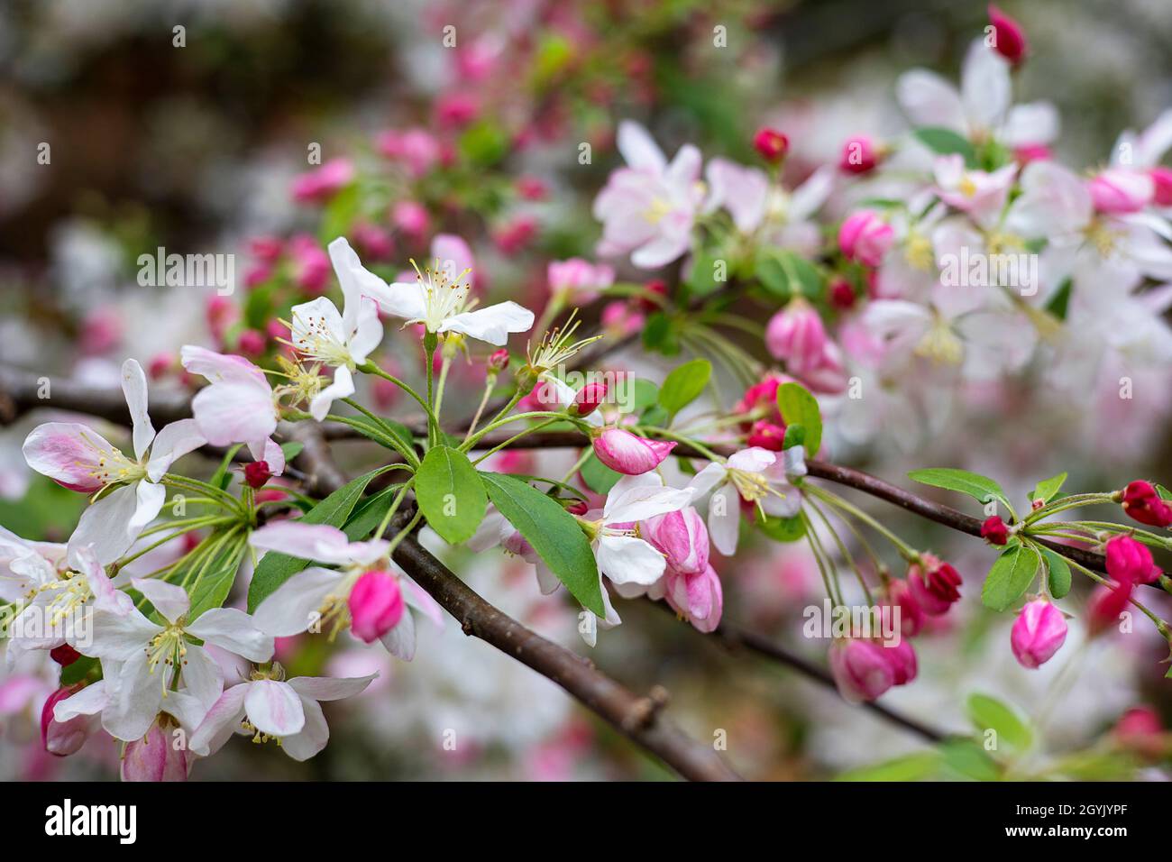 Chinesische Krabbelblüten in voller Blüte Stockfoto