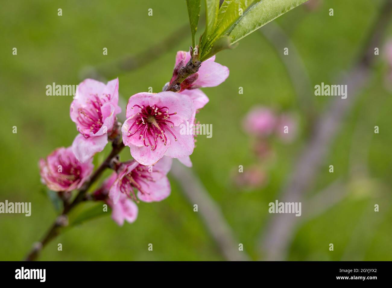 Pfirsichrosa Blüten Stockfoto