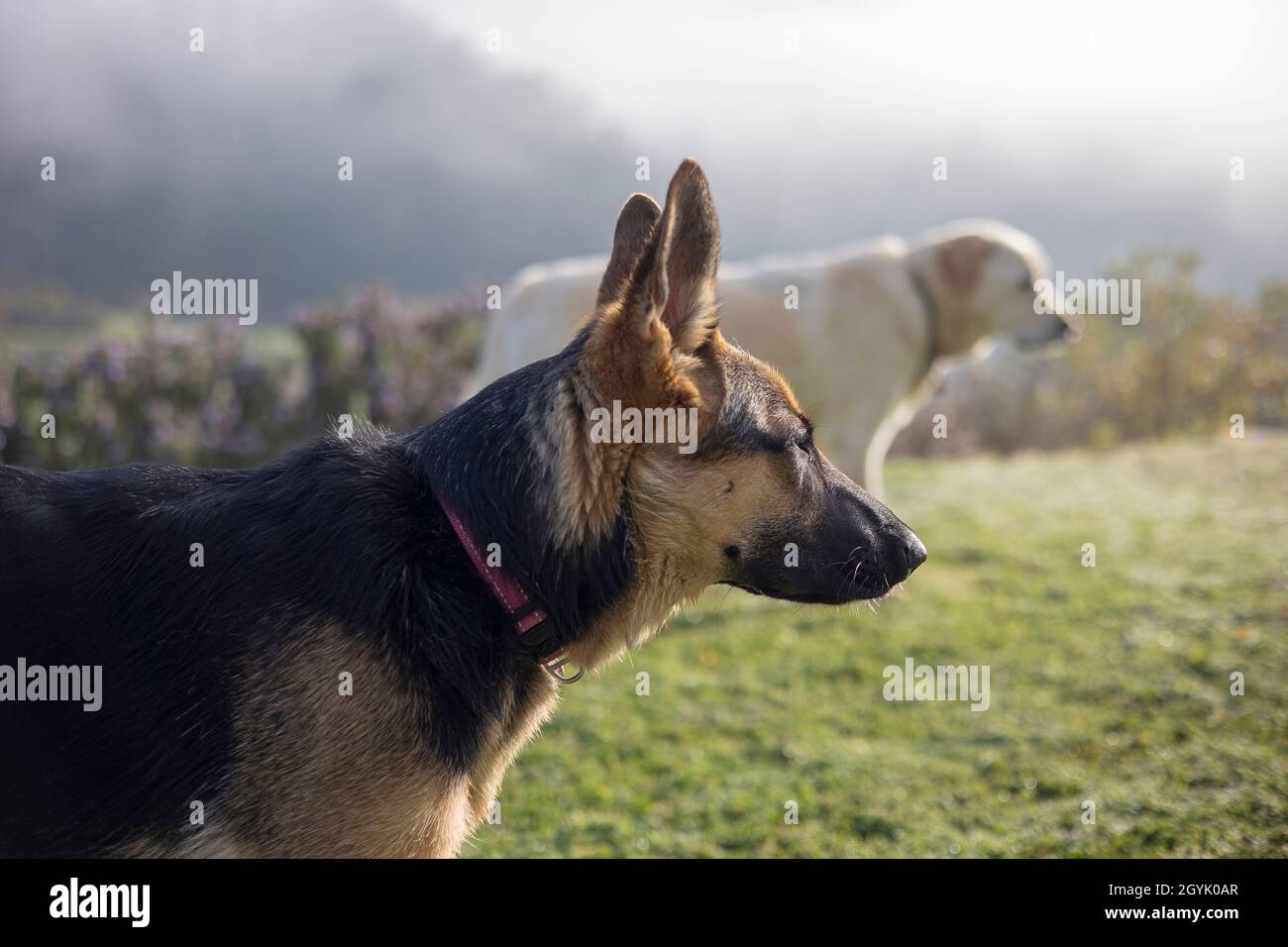 Labrador und German Shepherd spielen zusammen Stockfoto