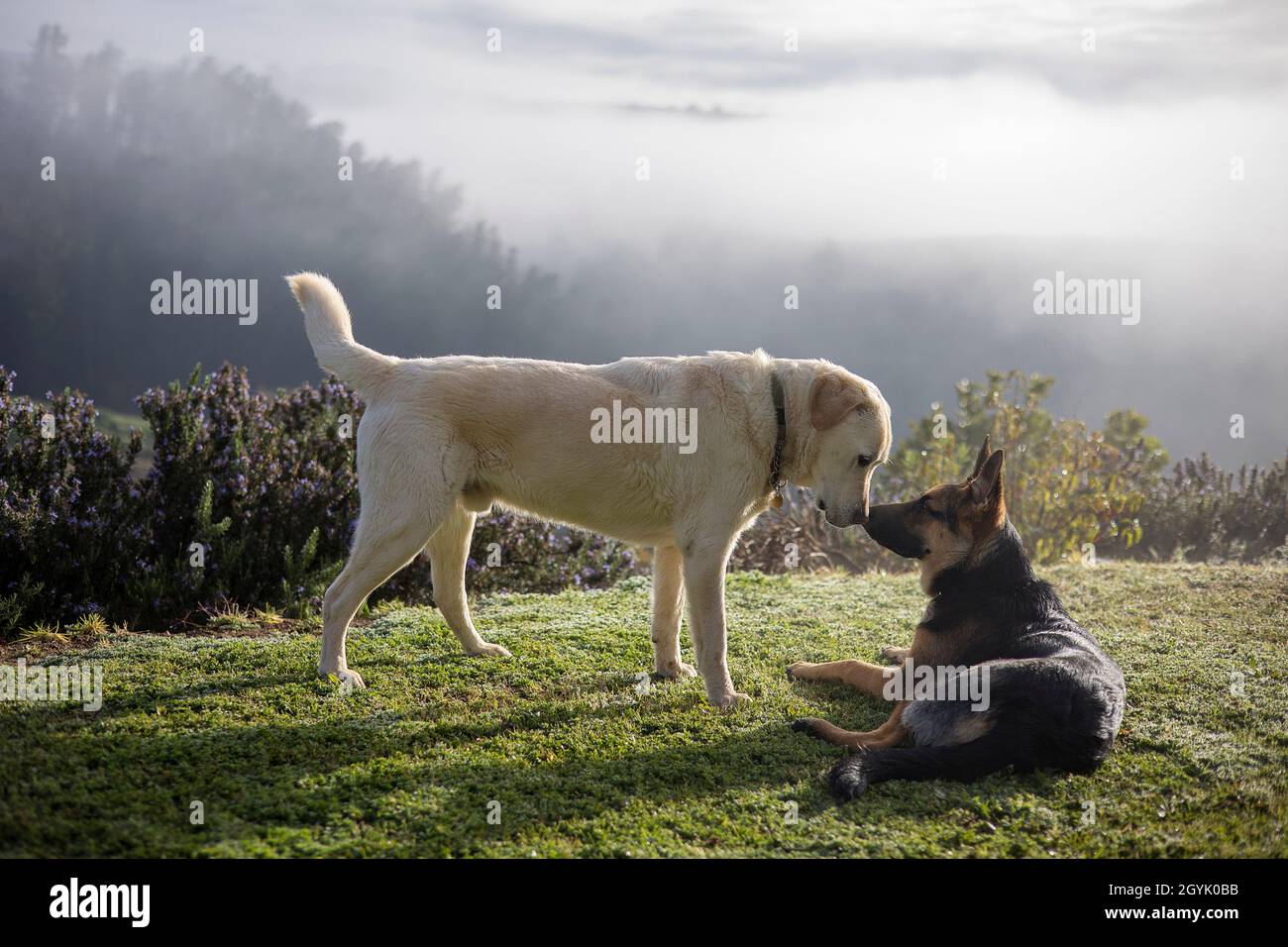 Labrador und German Shepherd spielen zusammen Stockfoto