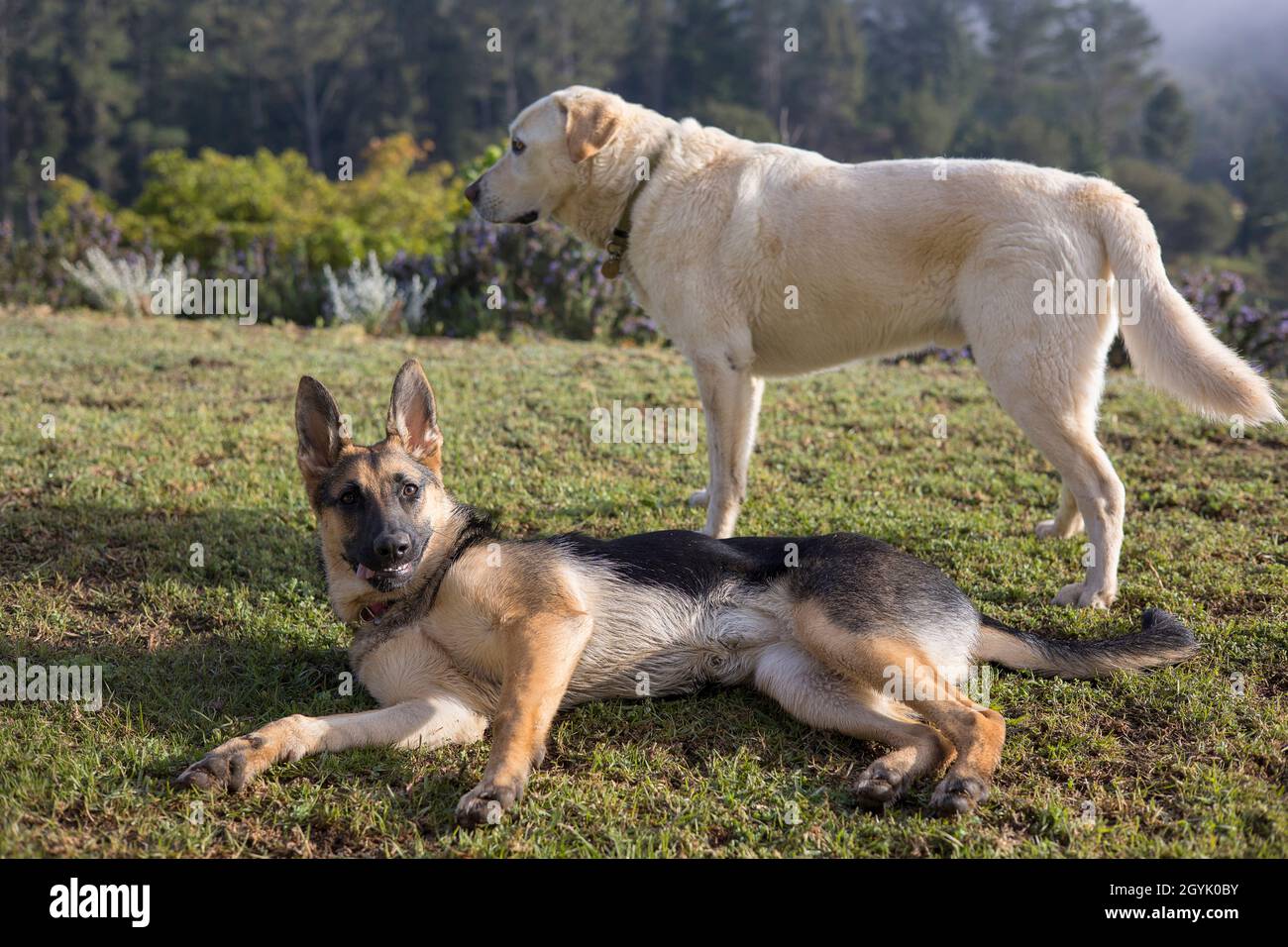 Labrador und German Shepherd spielen zusammen Stockfoto