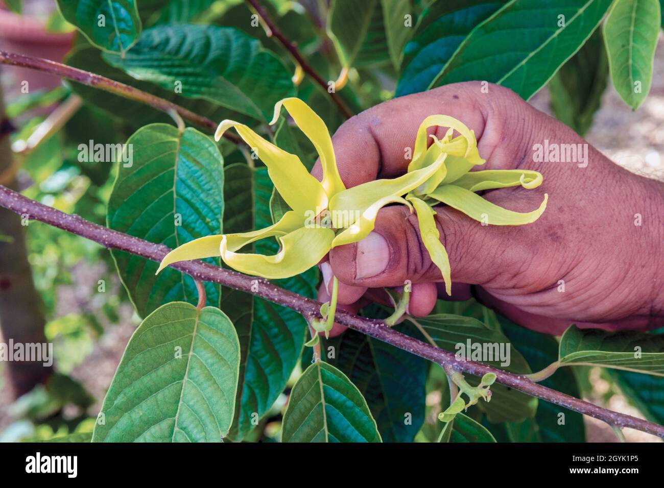 Ylang Ylang Blume, Cananga odorata, auch bekannt als Cananga Baum, Mauritius, Mascarene Inseln. Parfüm wird aus den Blüten des Baumes und ich extrahiert Stockfoto