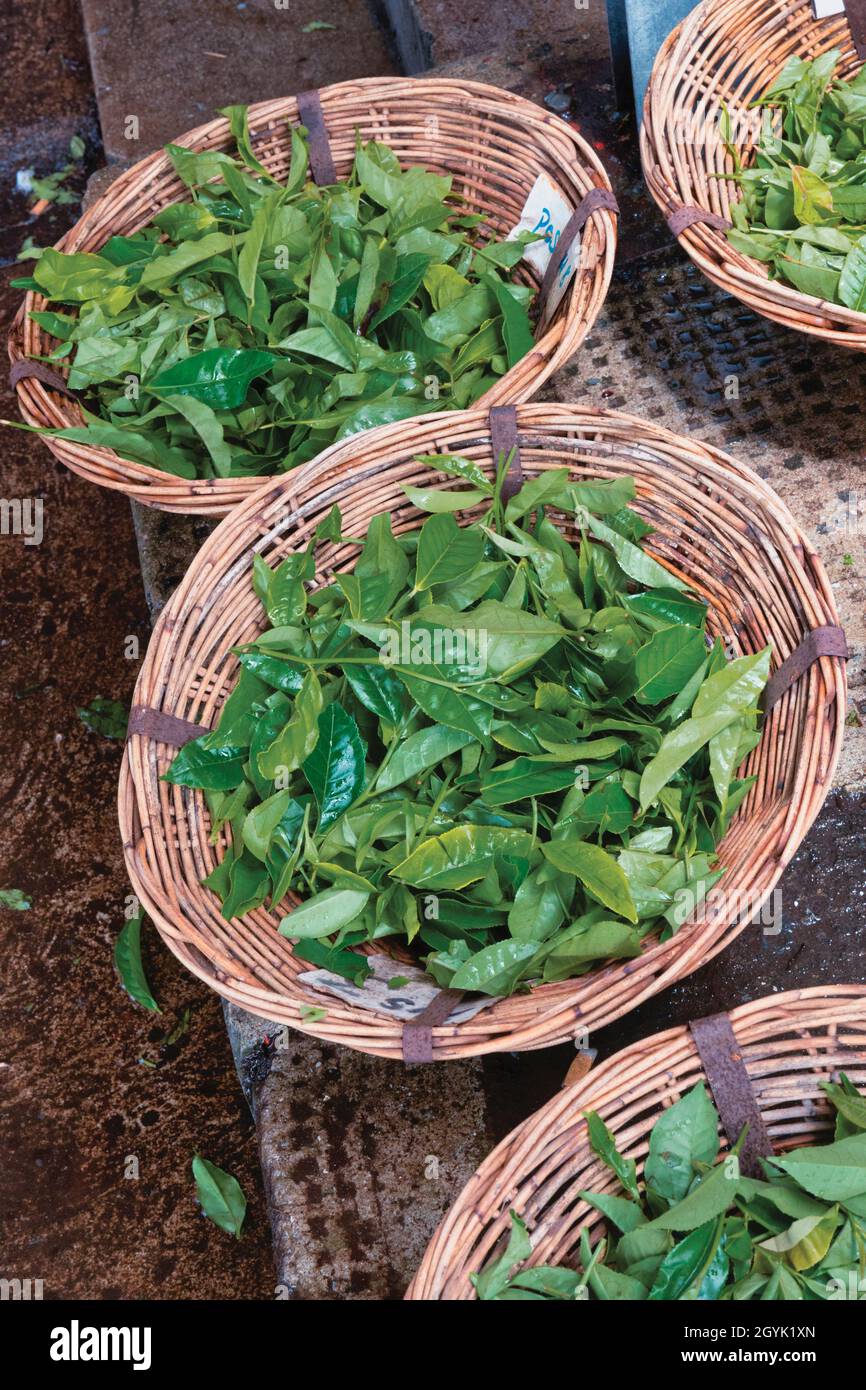 Ausstellung von Teeblättern in der Bois Cheri Tea Plantation, Mauritius, Mascarene Islands. Bois Cheri ist einer der größten Teeproduzenten der Insel. Stockfoto
