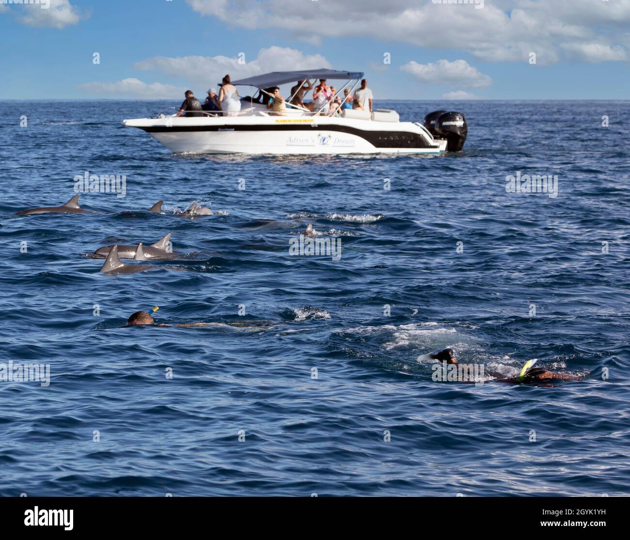 Schwimmen mit Delfinen, Mauritius, Mascarene-Inseln. Mehrere Unternehmen führen Besucher in Gebiete, in denen Delfine zu sehen sind. Stockfoto