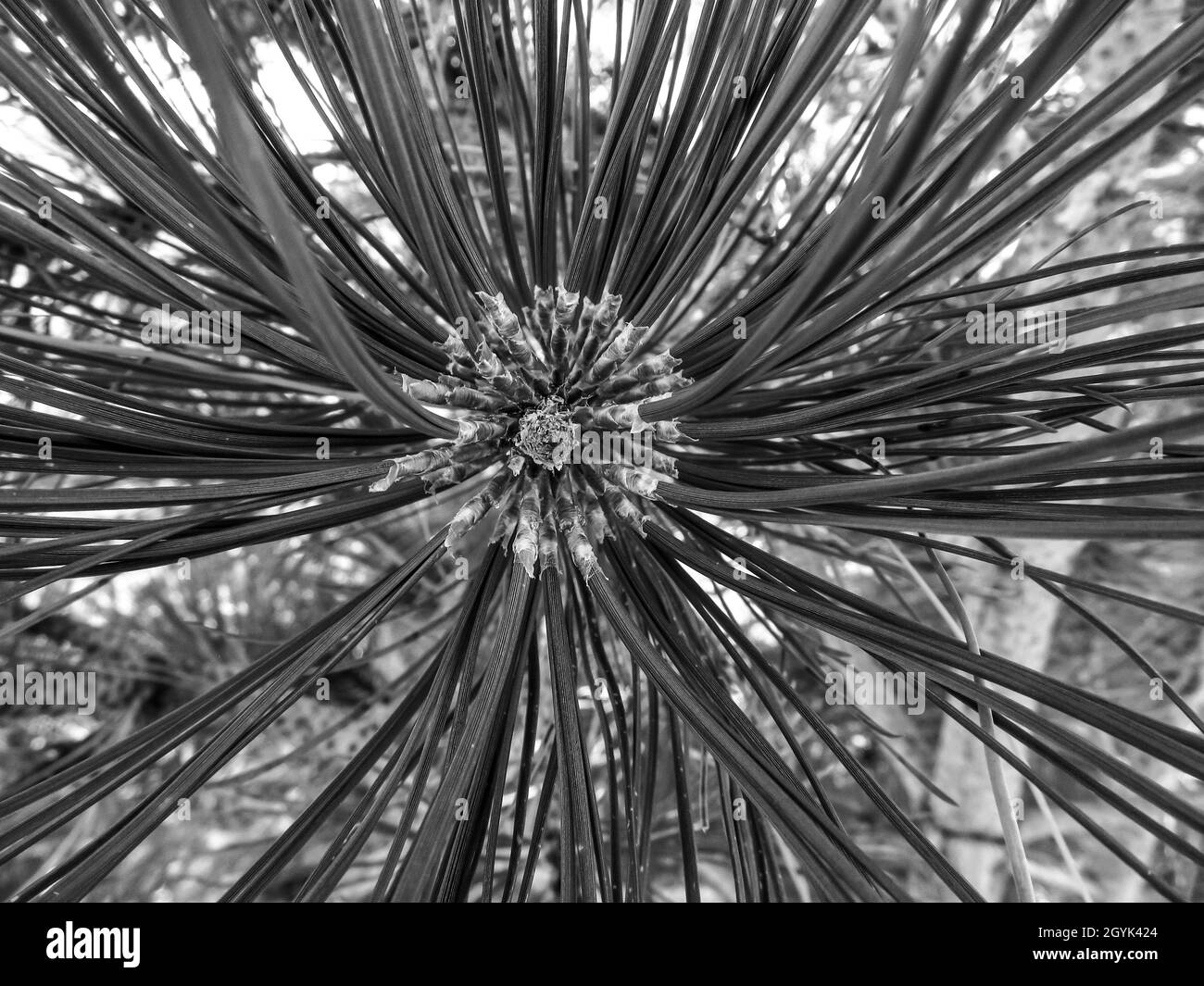 Schwarz-weiße Nahaufnahme des Musters, das durch die langen Nadeln einer Ponderosa Pine, Ponderosa Pinus, gebildet wird Stockfoto