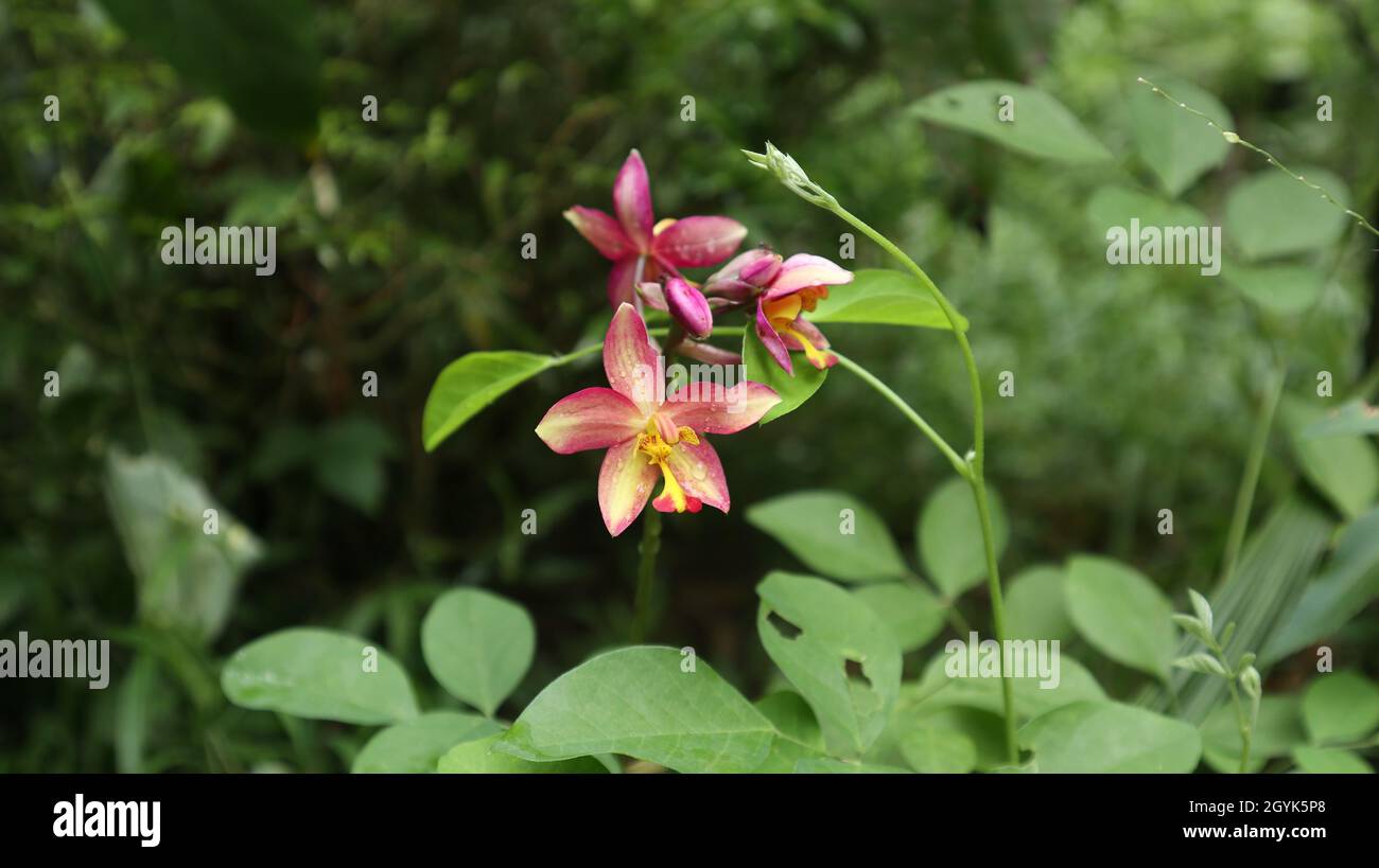 Nahaufnahme einer dunkelorangefarbenen gemahlenen Orchideenblume mit Wassertropfen auf den Blütenblättern im Garten Stockfoto