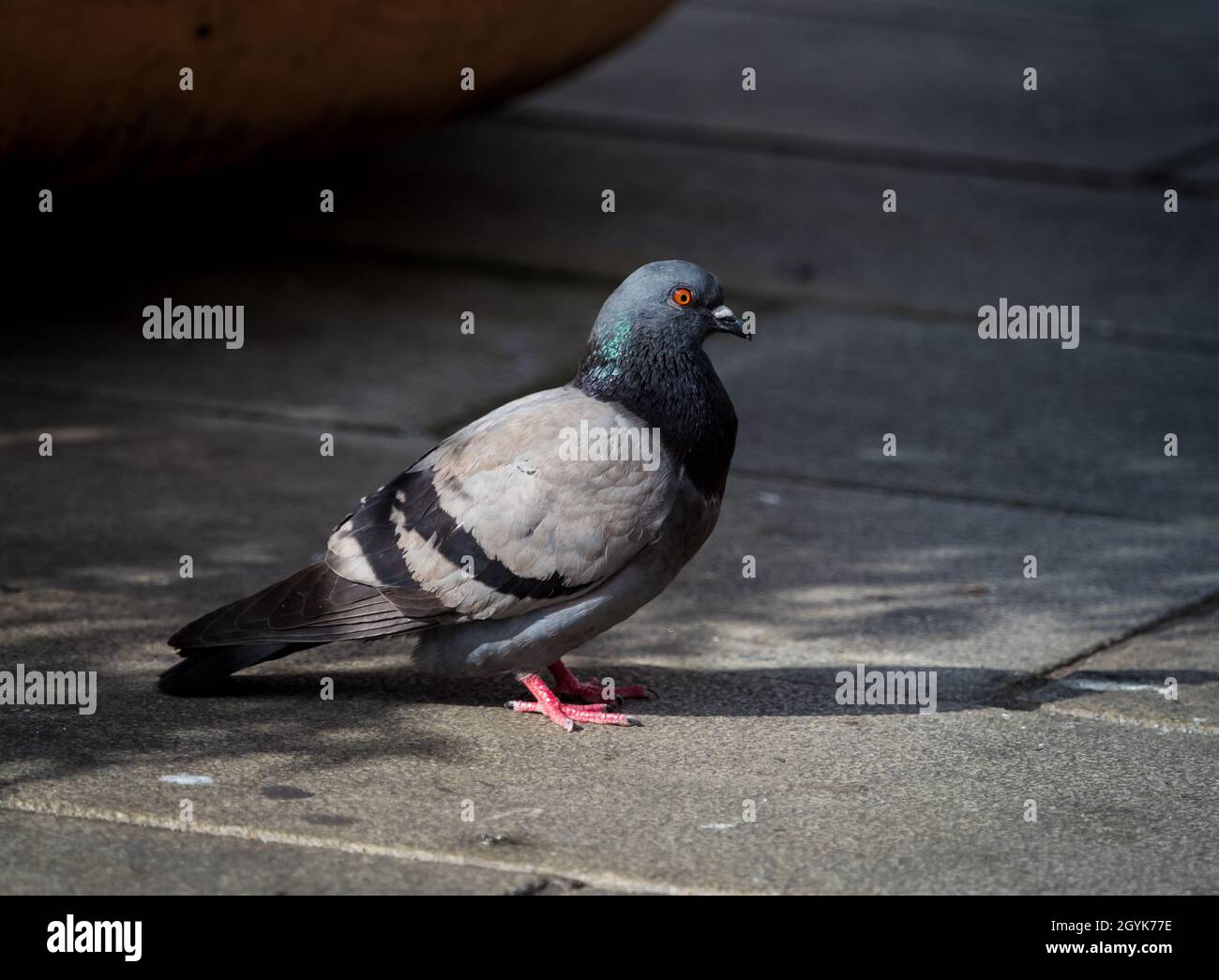 Eine Felstaube im Sommer in erfurt, Kopierraum Stockfoto